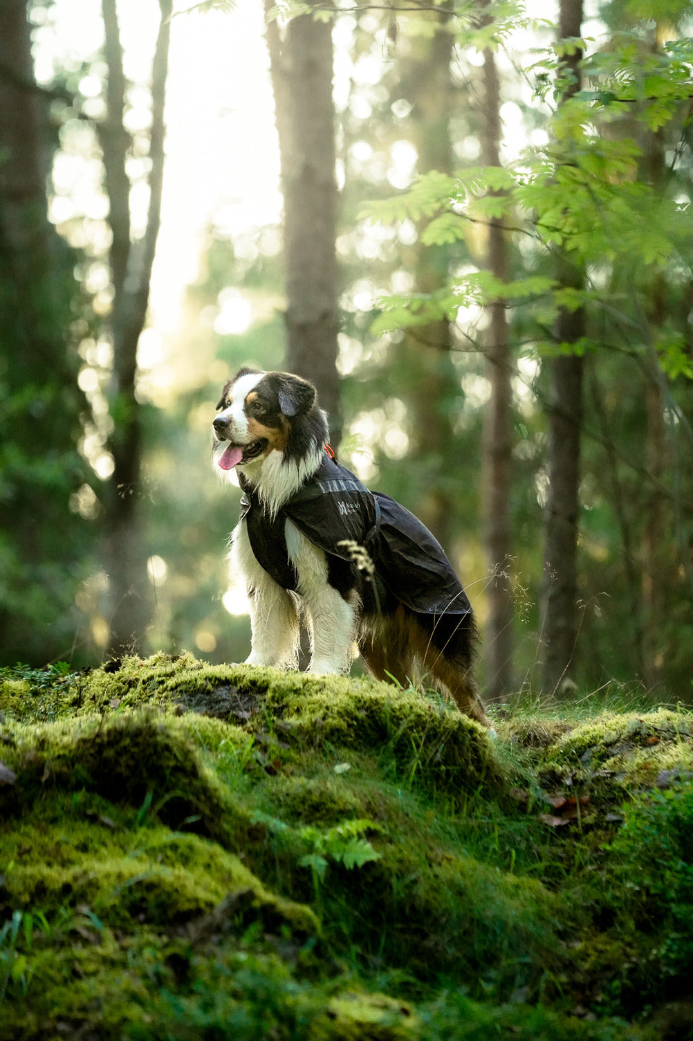 Trekking dog raincoat